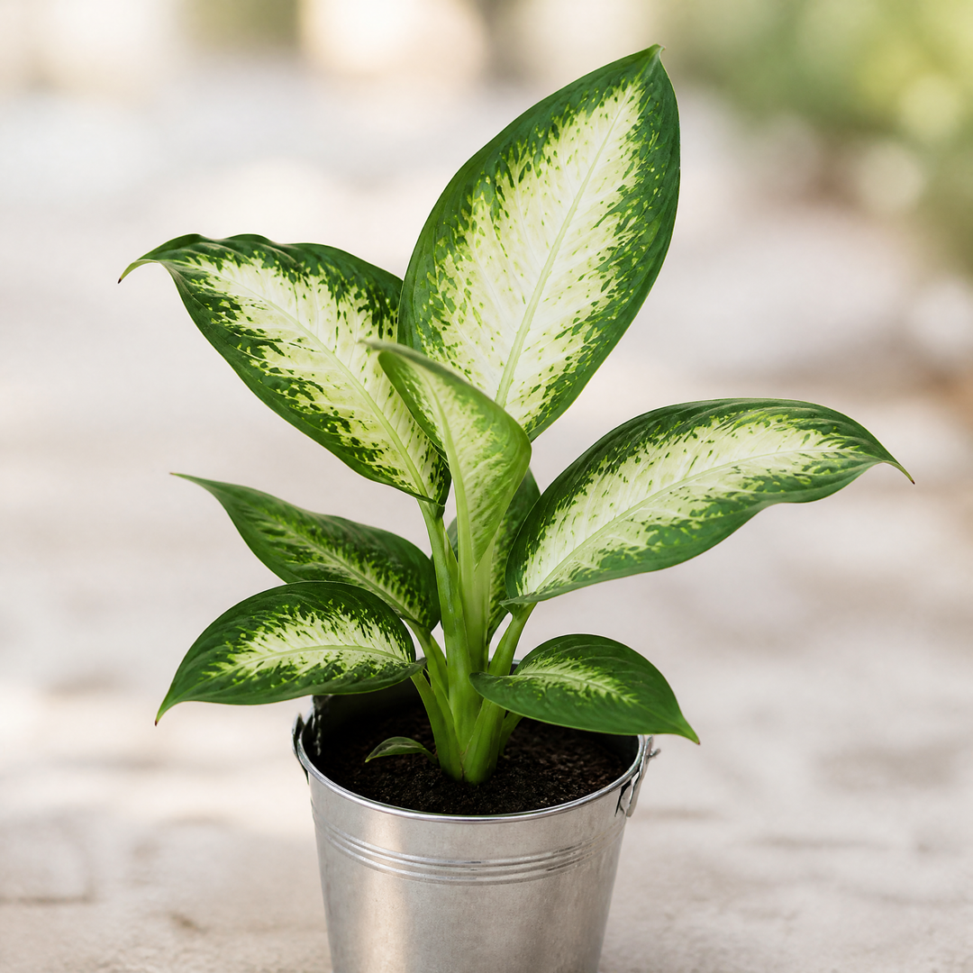 Dieffenbachia Camilla Dumb Cane 12cm Pot Plants By Post