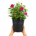 5L Rose Let's Celebrate Dark Pink Rose Bush | Beautiful Flowering Garden Plant Plants By Post