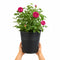 Black Pail