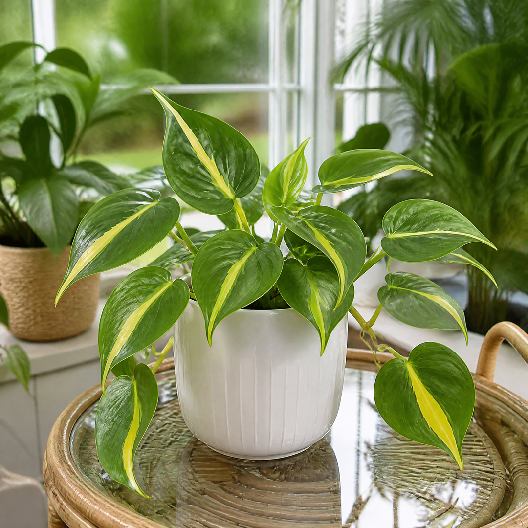 Philodendron Scandens Heartleaf Philodendron in 12cm Nursery Pot Plants By Post