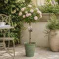 7.5L Standard Rose Tree Light Pink 100-110cm - Elegant Flowering Garden Rose Plant Plants By Post
