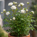 3L White Patio Rose in Decorative Pot Outdoor & Garden Plant
