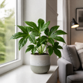 Fatsia Paper Plant 12cm Pot - Air Purifying Plant Plants By Post