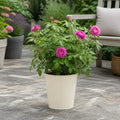 5L Rose Let's Celebrate Dark Pink Rose Bush | Beautiful Flowering Garden Plant Plants By Post