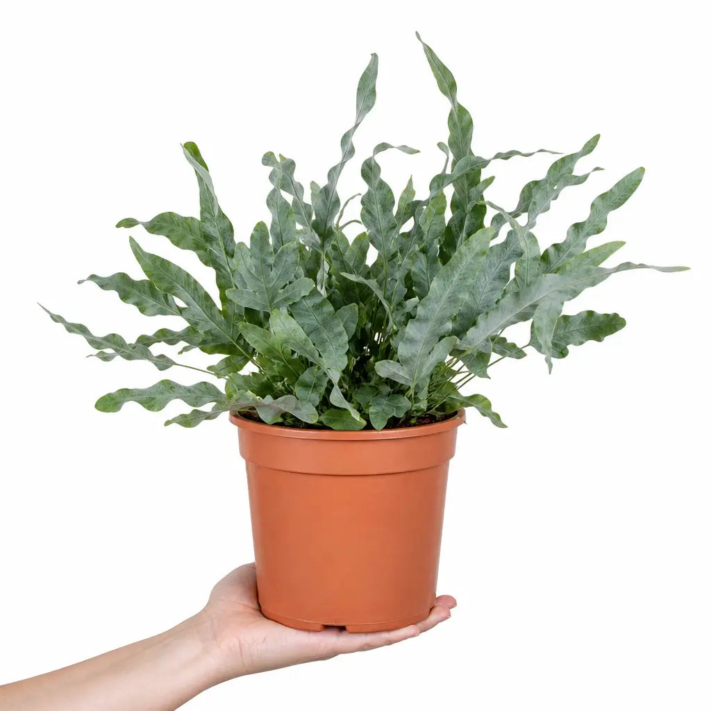 Phlebodium Blue Fern Blue Star Fern 17cm Pot – Easy Care Pet Friendly Indoor Houseplant Plants By Post