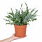 Nursery Pot
