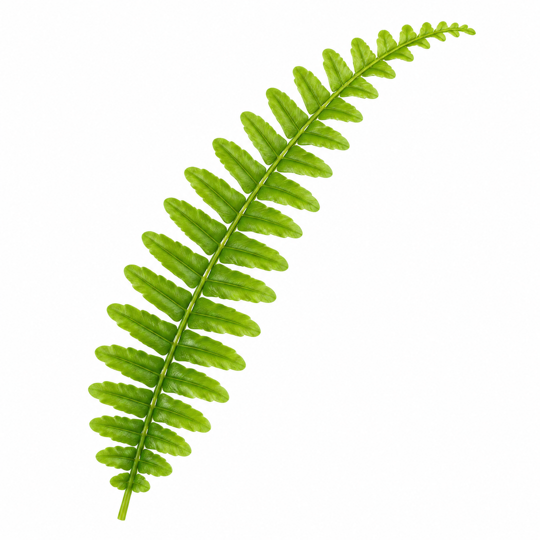 Nephrolepis Boston Fern in a Decorative Ceramic Pot Plants By Post UK