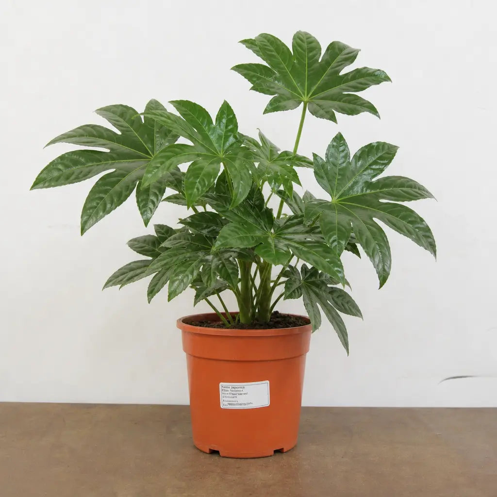 Fatsia Paper Plant 19cm Pot – Large Easy Care Indoor Houseplant Plants By Post