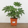 Fatsia Paper Plant 19cm Pot – Large Easy Care Indoor Houseplant Plants By Post