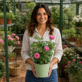 5L Rose Let's Celebrate Dark Pink Rose Bush | Beautiful Flowering Garden Plant Plants By Post