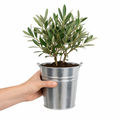 Mini Olive Bush in 15cm Pot