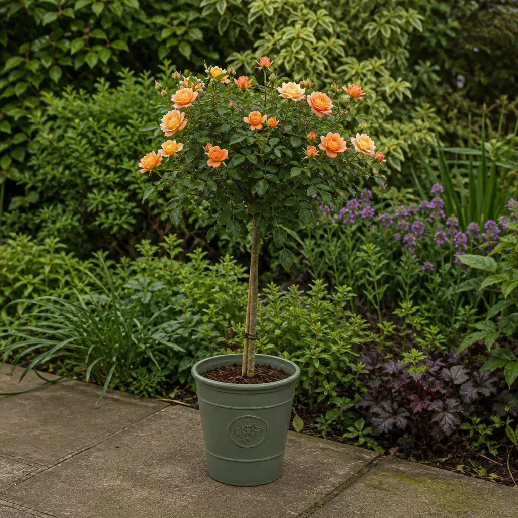 7.5L Standard Rose Tree Orange & Cream 100-110cm - Elegant Flowering Garden Rose Plant Plants By Post