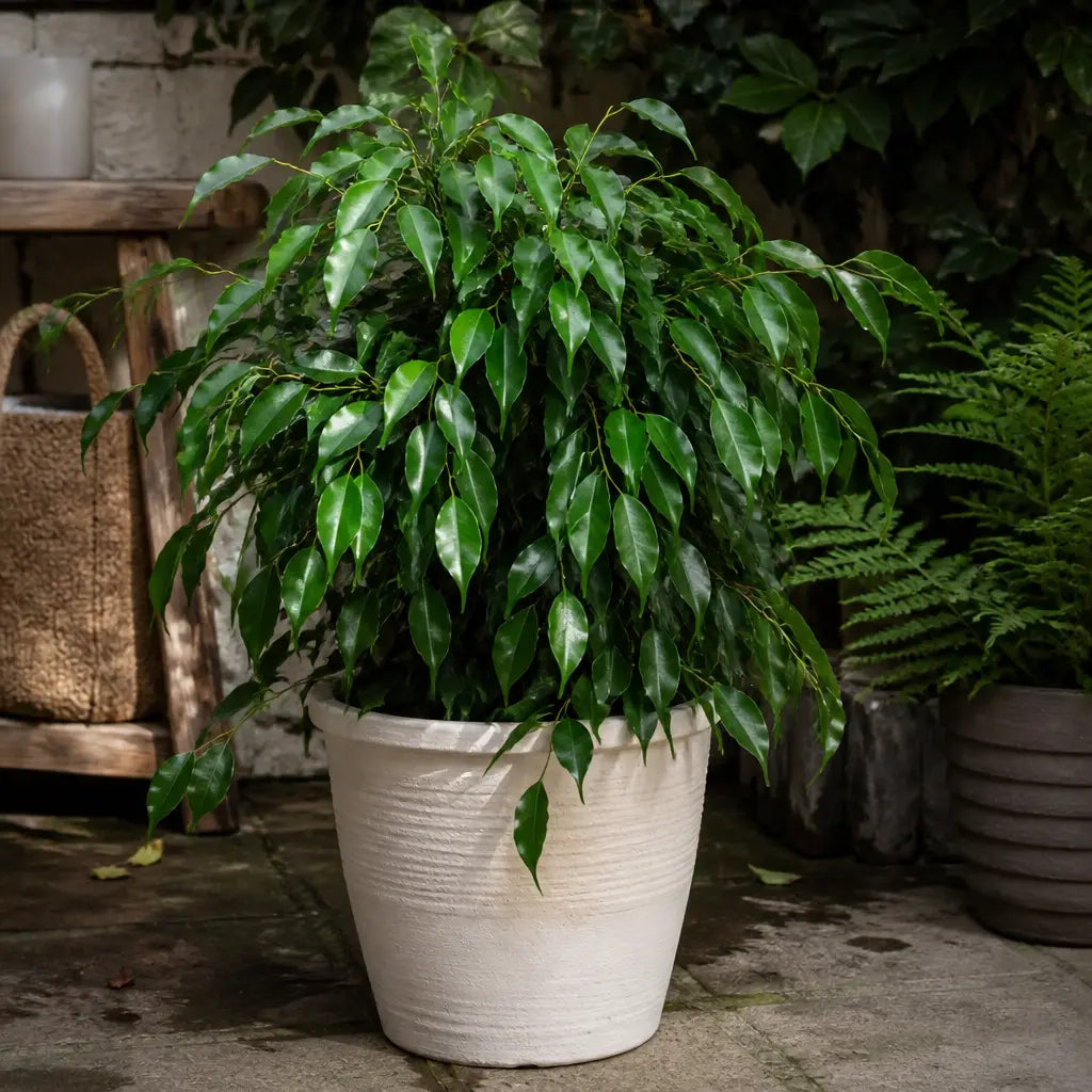 Ficus Danielle Weeping Fig 21cm Pot – Large Indoor Houseplant Plants By Post