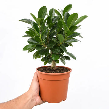 Ficus Moclame Indian Laurel Fig 21cm Pot – Large Indoor Houseplant Plants By Post