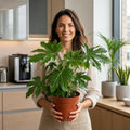 Fatsia Paper Plant – Large Glossy Green Foliage Evergreen Indoor and Outdoor Plant Plants By Post