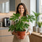 Nursery Pot