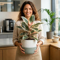 Ficus Tineke Rubber Plant 5L – Variegated Indoor Houseplant Plants By Post
