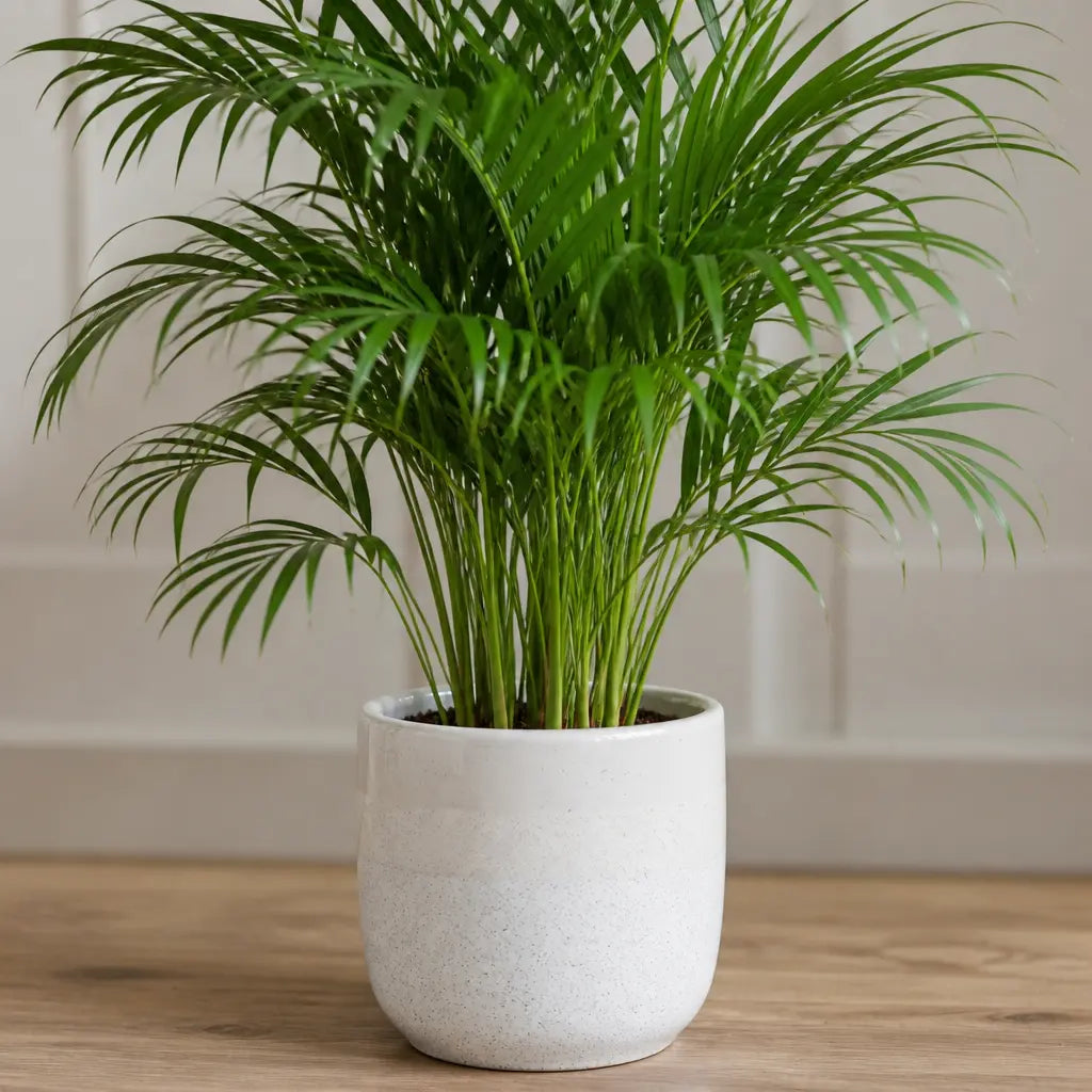 Dypsis Lutescens Areca Palm – Elegant Feathery Green Tropical Indoor Houseplant Plants By Post