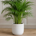 Dypsis Lutescens Areca Palm – Elegant Feathery Green Tropical Indoor Houseplant Plants By Post