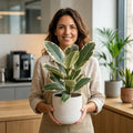 Ficus Tineke Rubber Plant 5L – Variegated Indoor Houseplant Plants By Post