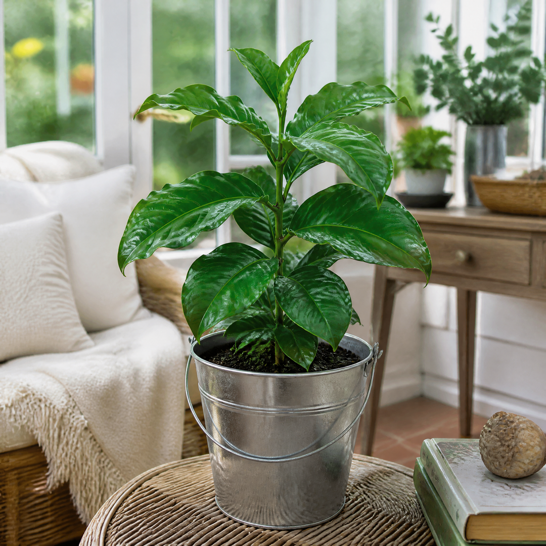 Coffee Arabica – Indoor Coffee Plant for Home & Office (12cm Pot) Plants By Post