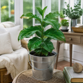 Coffee Arabica – Indoor Coffee Plant for Home & Office (12cm Pot) Plants By Post