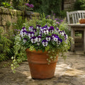 Pansy Delta Pro Violet & White 9 Pack × 2 Spring & Autumn Bedding Plants Plants By Post