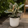 Ficus Tineke Rubber Plant 17cm Pot – Easy Care Indoor Houseplant Plants By Post