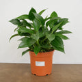 Philodendron Imperial Green 19cm Pot – Large Indoor Foliage Houseplant Plants By Post