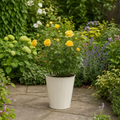 3L Yellow Patio Rose Outdoor Flowering Plant in Decorative Pot