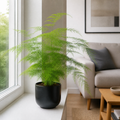 Asparagus Setaceus Lace Fern 12cm Pot Plants By Post