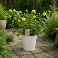 5L Rose Anniversary Wishes Yellow Rose Bush | Beautiful Flowering Garden Plant Plants By Post