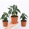 Alocasia Polly Elephant Ear 12cm Pot Plants By Post
