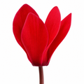 Cyclamen Red 10.5cm Pot Pack of 3 & 6 Flowering Outdoor Plants