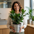 Clusia Autograph Tree 2L – Glossy Green Indoor Houseplant Plants By Post