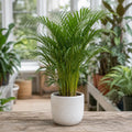 Dypsis Lutescens Areca Palm – Elegant Feathery Green Tropical Indoor Houseplant Plants By Post