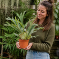 Platycerium Bifurcatum Staghorn Fern 17cm Pot – Pet Friendly Indoor Houseplant Plants By Post