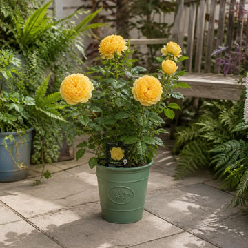 3L Golden Wedding Yellow Rose Bush - Beautiful Flowering Plant Gift Plants By Post