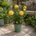 3L Golden Wedding Yellow Rose Bush - Beautiful Flowering Plant Gift Plants By Post