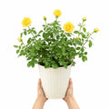5L Rose Anniversary Wishes Yellow Rose Bush | Beautiful Flowering Garden Plant Plants By Post