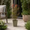 3L Red Leaf Acer Outdoor Patio Tree in Pot for Garden
