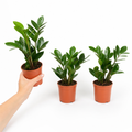Zamioculcas Zanzibar Gem in 12cm Pot - Ultra Tough Air Purifying Houseplant Plants By Post