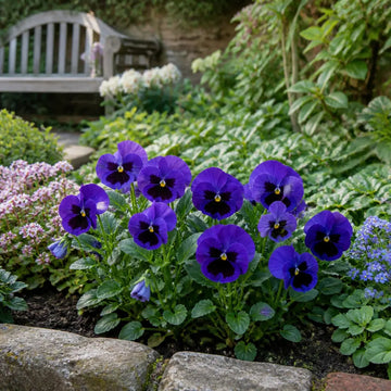 Pansy Delta Pro Deep Blue with Blotch 9 Pack × 2 Spring & Autumn Bedding Plants Plants By Post