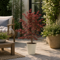 3L Red Leaf Acer Outdoor Patio Tree in Pot for Garden