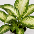 Dieffenbachia Camilla Dumb Cane 12cm Pot Plants By Post