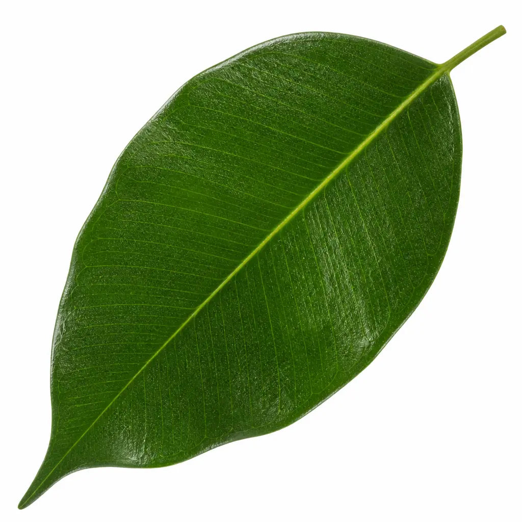 Ficus Danielle Weeping Fig 21cm Pot – Large Indoor Houseplant Plants By Post