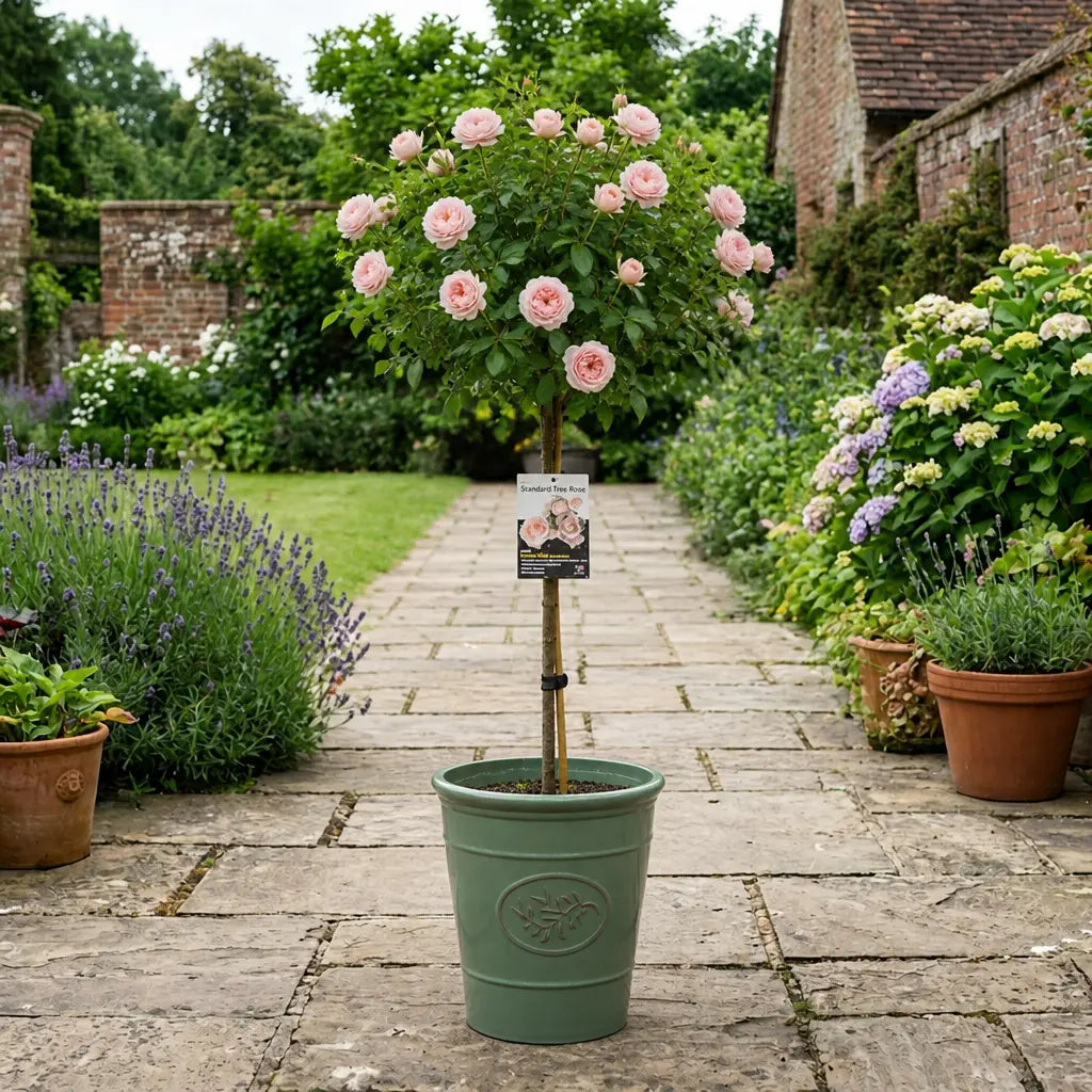 7.5L Standard Rose Tree Light Pink 100-110cm - Elegant Flowering Garden Rose Plant Plants By Post