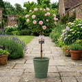 7.5L Standard Rose Tree Light Pink 100-110cm - Elegant Flowering Garden Rose Plant Plants By Post