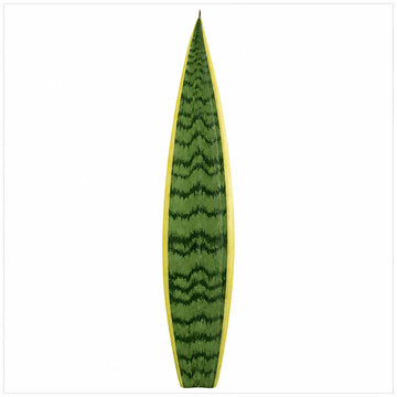 Sansevieria Superba Snake Plant 21cm Pot – Large Indoor Houseplant Plants By Post