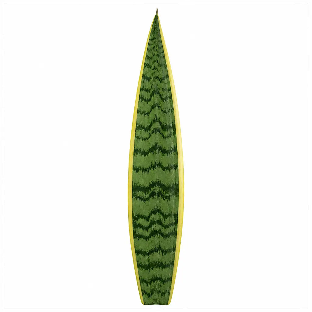 Sansevieria Superba Snake Plant 21cm Pot – Large Indoor Houseplant Plants By Post